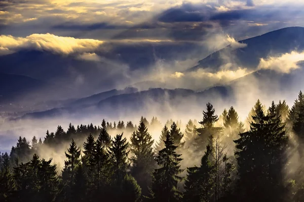 Dimmigt Landskap Med Granskog — Stockfoto