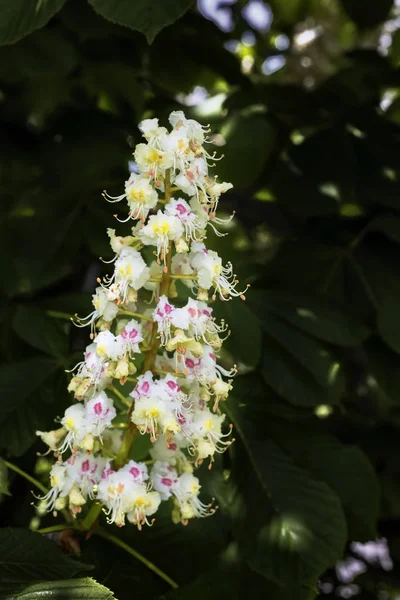 Blomma Blommande Kastanj Ett Träd — Stockfoto