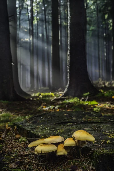 Grupo Cogumelos Que Crescem Toco Velho Queda Floresta — Fotografia de Stock