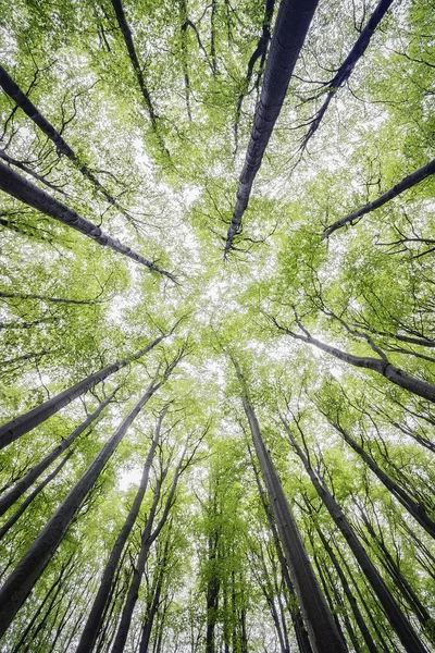 ブナの木の冠への眺め — ストック写真