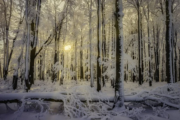 バック グラウンドでの太陽と冬のブナ林 — ストック写真