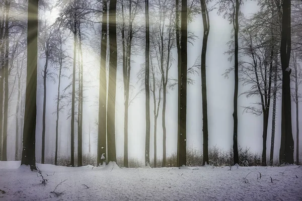 Bosque Haya Invierno Con Niebla Fondo — Foto de Stock
