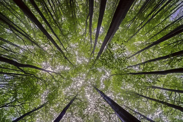 ブナの木の冠への眺め — ストック写真