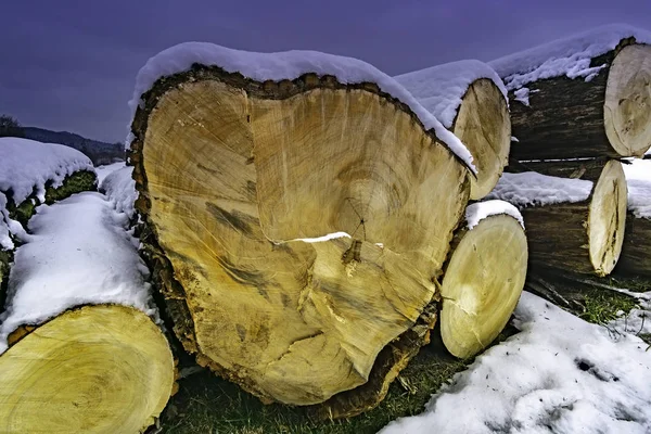 Lying tribes of felled trees on a snowy meadow