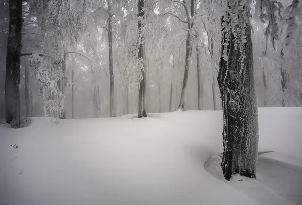 在冬天雾蒙蒙的山毛榉森林里 — 图库照片