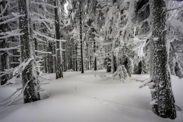 Winter Neblig Frostiger Fichtenwald — Stockfoto