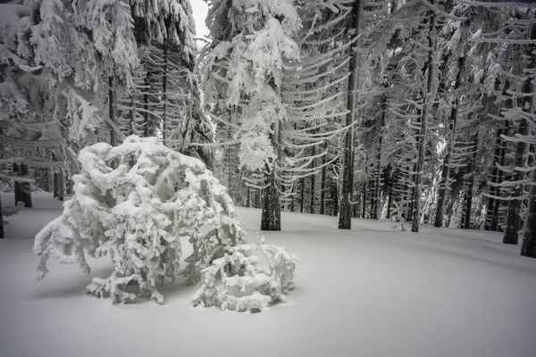 Zimowym Mglisty Zamrażania Las Świerkowy — Zdjęcie stockowe
