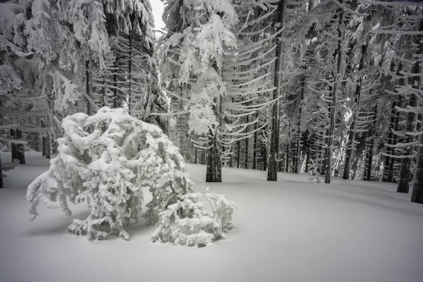 Nella Nebbia Invernale Nel Gelido Bosco Abeti Rossi — Foto Stock