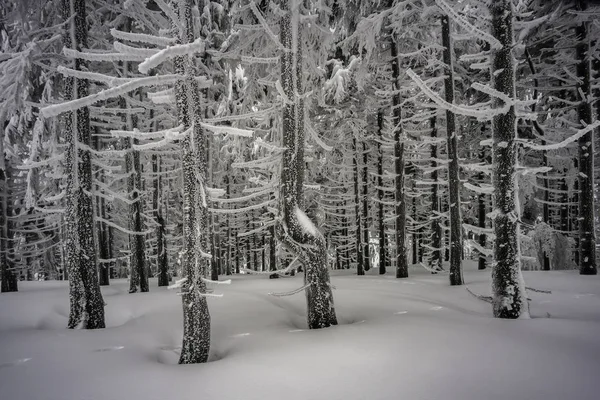 Winter Mistige Bevriezing Vuren Forest — Stockfoto