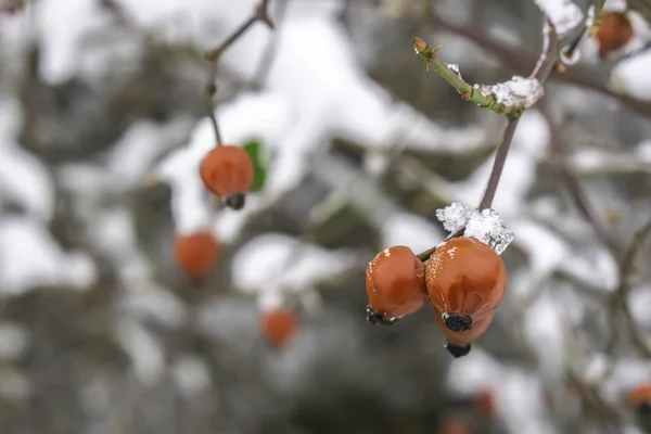 Rote Früchte Von Hagebuttensträuchern Winter — Stockfoto