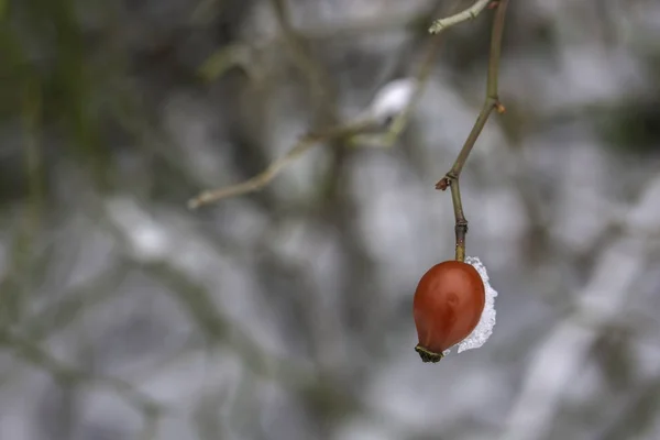 Red fruit of rose hip bushes in winter