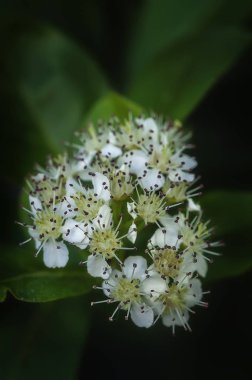 Bahar çiçekleri bahçe içinde meyve ağaç görünümünü yakın çekim