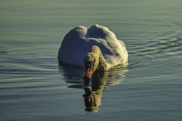 Cisne flotando en el agua — Foto de Stock