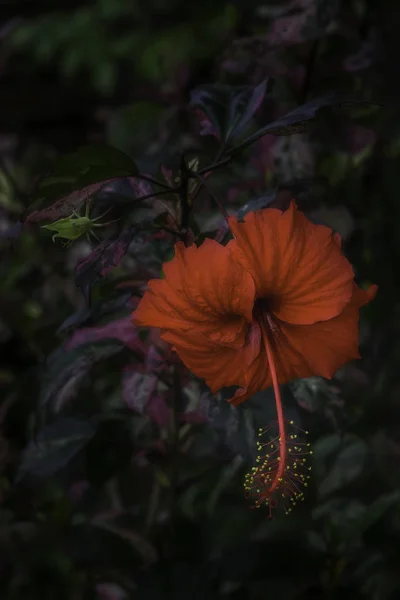 Flor de hibisco hawaiano — Foto de Stock