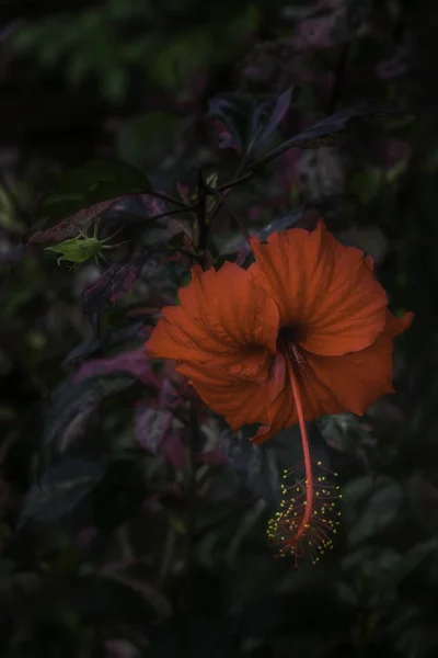 Hawaiian hibiscus çiçek — Stok fotoğraf