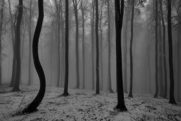 Inverno floresta de faia — Fotografia de Stock