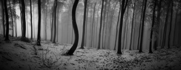 Kış kayın ormanları — Stok fotoğraf