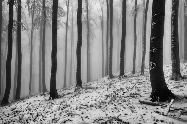 Winterbuchenwald — Stockfoto