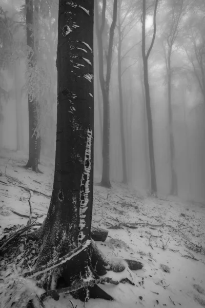 Bosque de haya de invierno — Foto de Stock