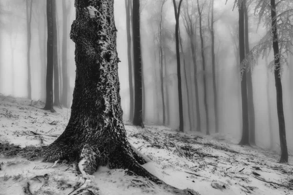 Winterbeukenbos — Stockfoto