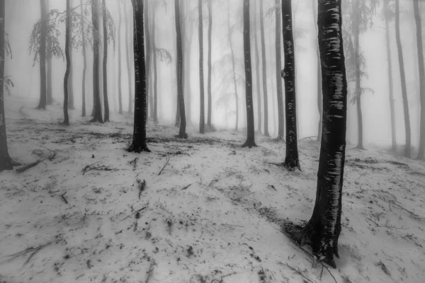 Forêt de hêtres d'hiver — Photo