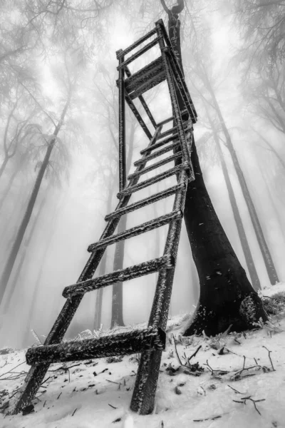 Bosque de haya de invierno —  Fotos de Stock