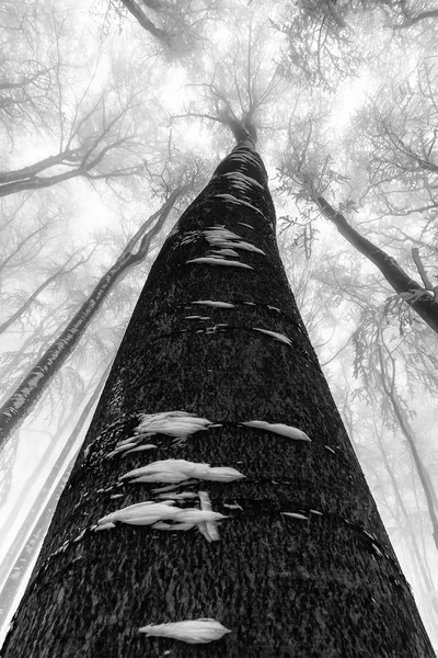 Winter tree crown — Stockfoto