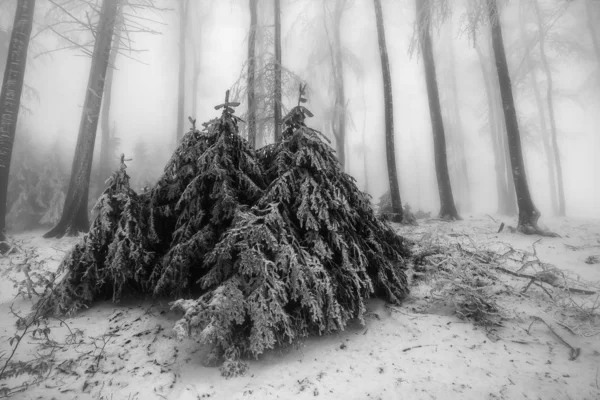 Winter-Mischwald — Stockfoto