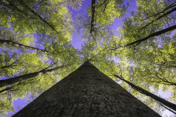 Corona albero primaverile — Foto Stock
