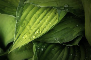 Bir grup yeşil yaprağın yakın çekim görünümü