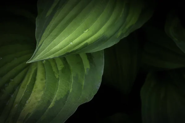 Vue rapprochée d'un groupe de feuilles vertes — Photo