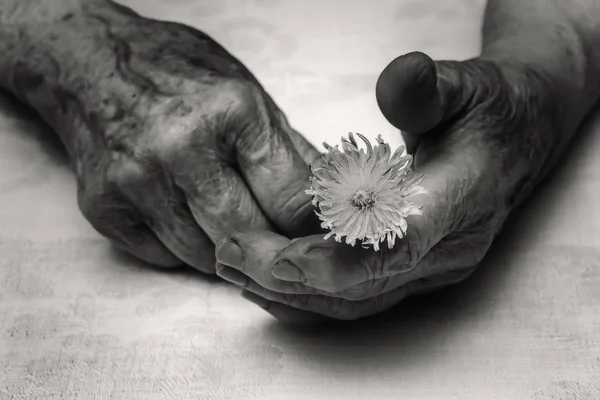 Senior vrouw handen en bloem — Stockfoto