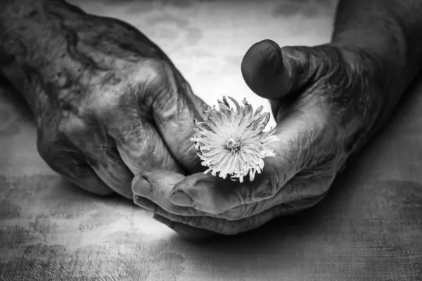 Senior vrouw handen en bloem — Stockfoto