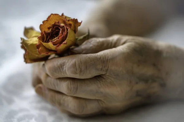 Mulheres seniores mãos e flores — Fotografia de Stock