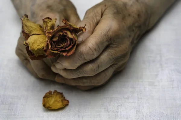 Senior vrouw handen en bloemen — Stockfoto