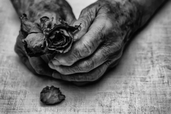 Senior vrouw handen en bloemen — Stockfoto