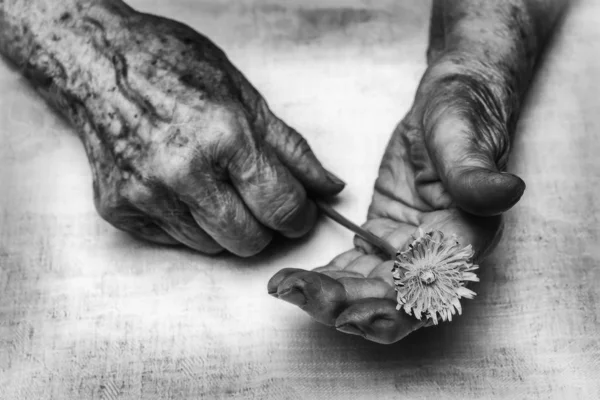 Senior vrouw handen en bloem — Stockfoto