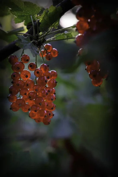 Olgun kırmızı frenk üzümü — Stok fotoğraf