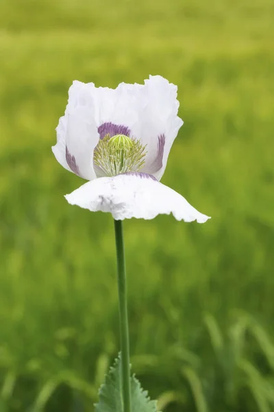 Lonely white poppy flower