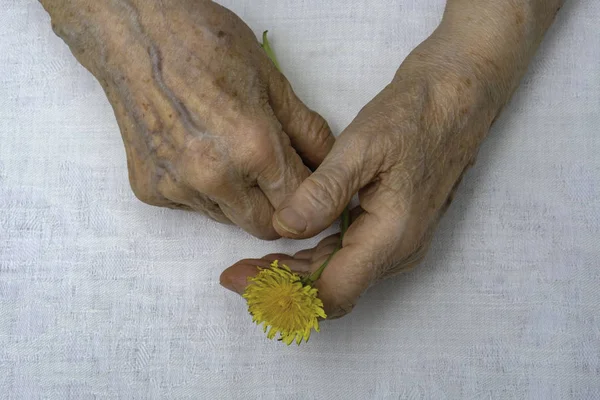 Senior vrouw handen en bloem — Stockfoto