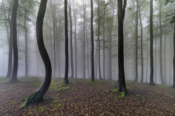 Bosque Haya Verano Con Niebla Fondo — Foto de Stock