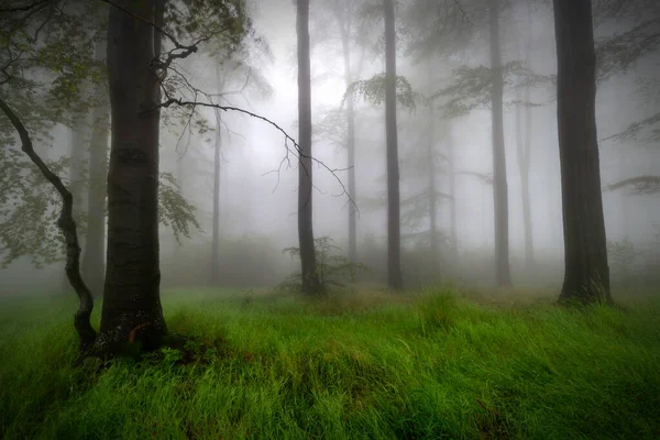 Arkasında Sis Olan Yaz Kayın Ormanları — Stok fotoğraf