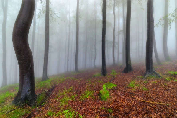 Zomer Beukenbos Met Mist Achtergrond — Stockfoto