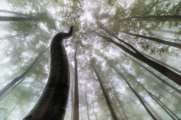 View Crown Summer Beech Trees — Stock Photo, Image