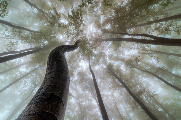 Вид Корону Літніх Букових Дерев — стокове фото
