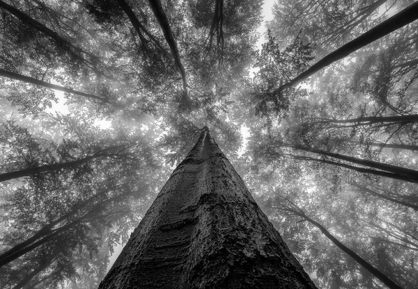 霧のかかった夏のブナの木の冠への眺め — ストック写真