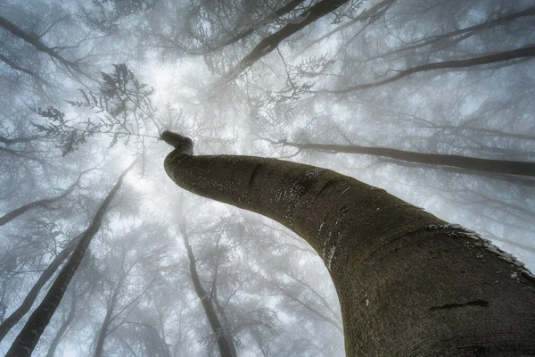 Вид Корону Зимових Букових Дерев — стокове фото