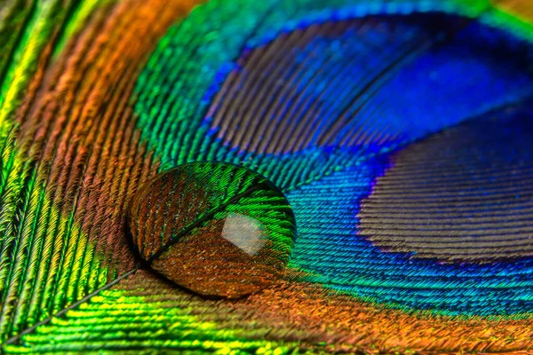 Vista Cerca Una Gota Agua Una Pluma Pavo Real Color — Foto de Stock