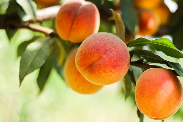 木の上の桃 — ストック写真