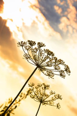 dereotu günbatımı gökyüzü üzerinde